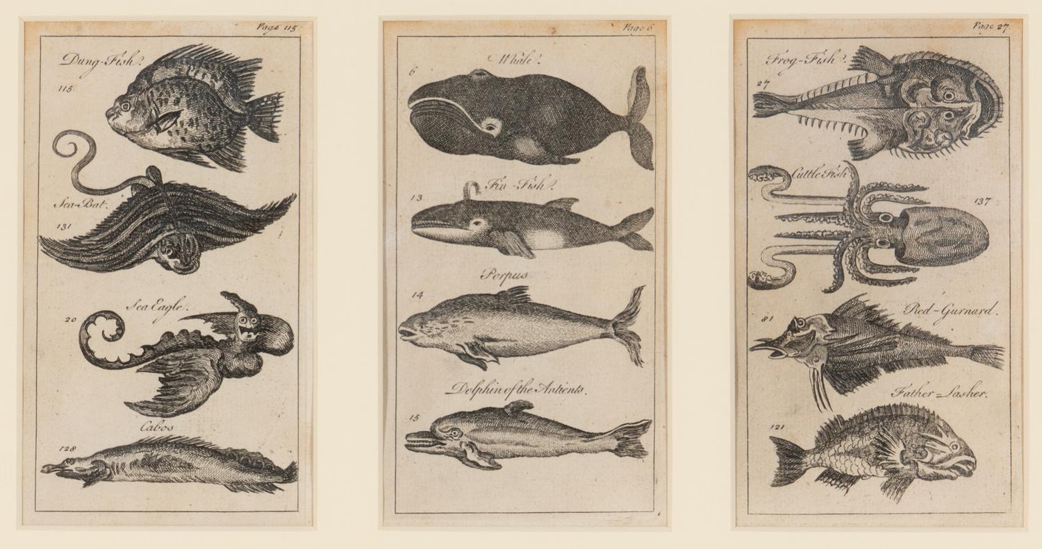 A Set of Seven Framed Groups of Ichthyological Engravings