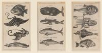 A Set of Seven Framed Groups of Ichthyological Engravings