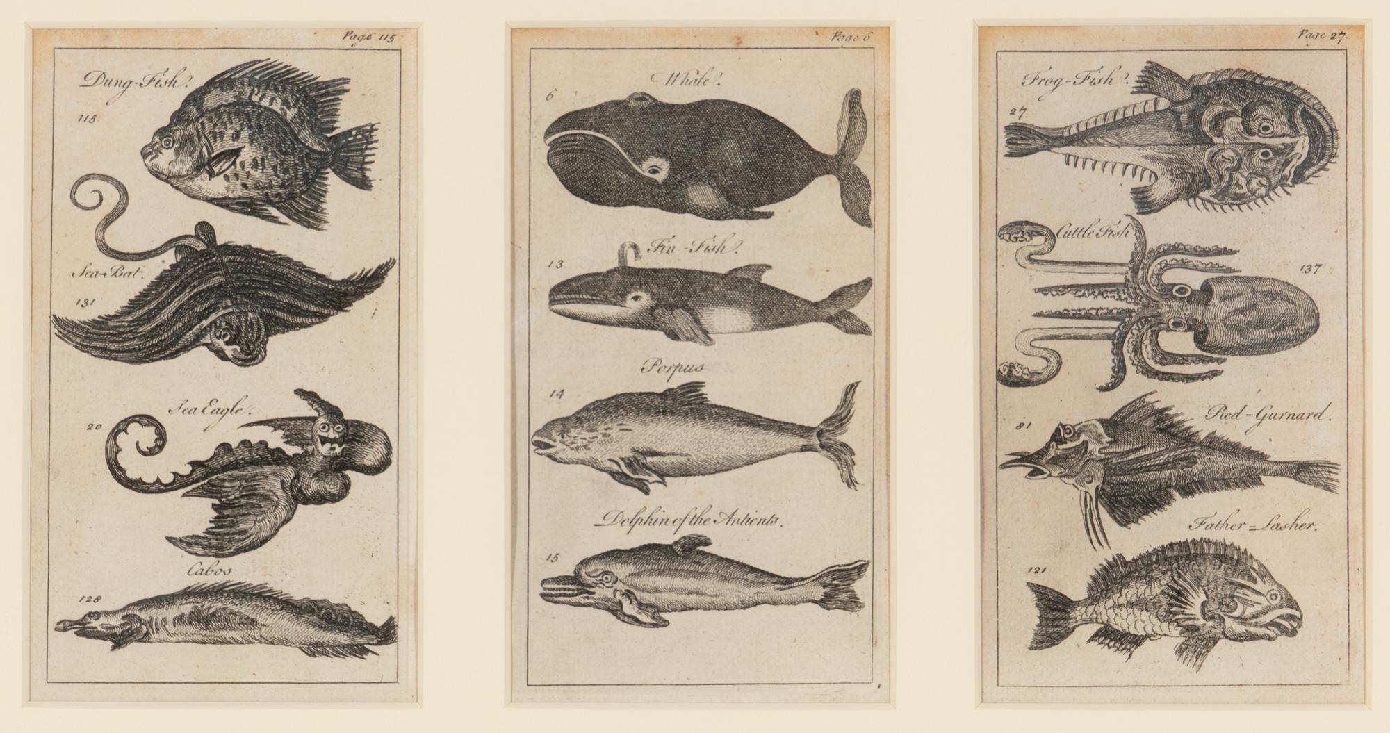 A Set of Seven Framed Groups of Ichthyological Engravings
