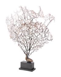 A Black Coral Branch Specimen and Red Coral Specimen