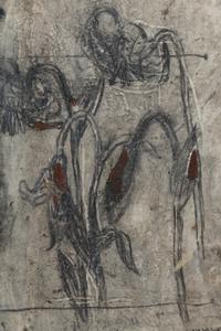 Lily Lotus