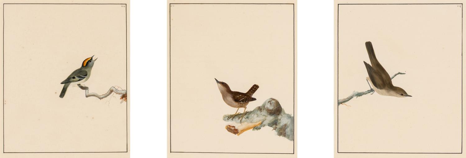 William Lewin (British, 1747-1795) — Bird Portrait No. 111 , Bird Portrait No. 112 , and Bird Portrait No. 114 (three works framed as one)