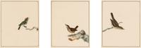William Lewin (British, 1747-1795) — Bird Portrait No. 111 , Bird Portrait No. 112 , and Bird Portrait No. 114 (three works framed as one)