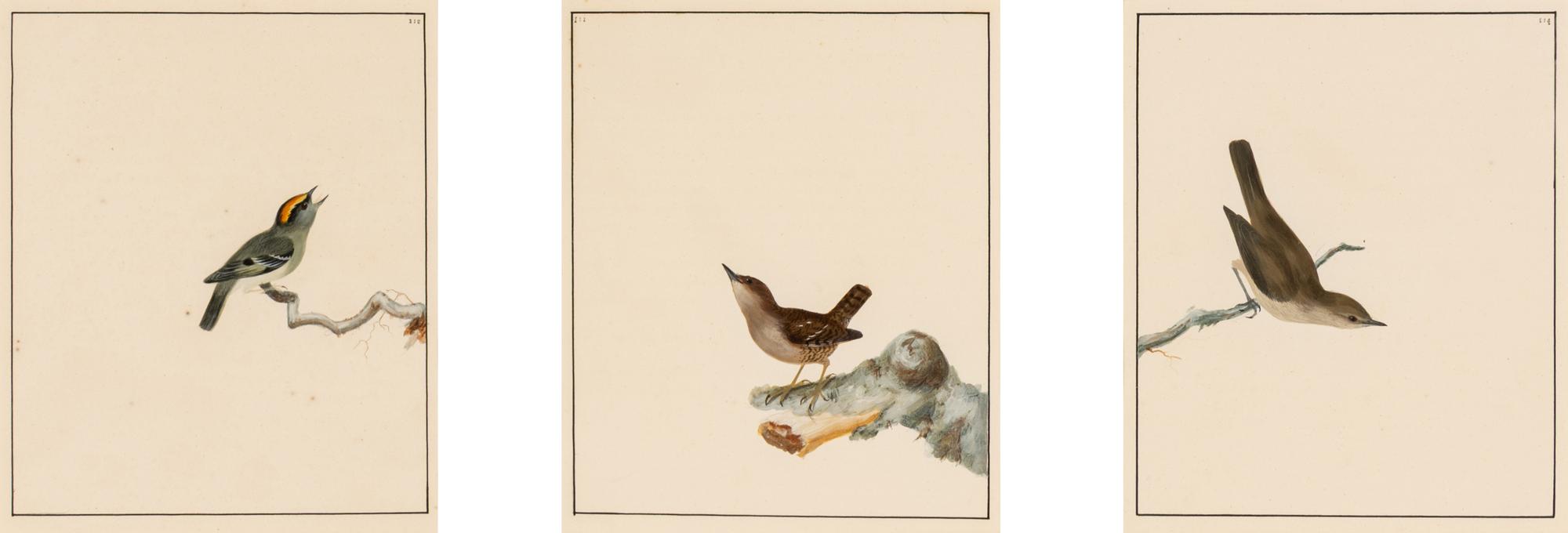 William Lewin (British, 1747-1795) — Bird Portrait No. 111 , Bird Portrait No. 112 , and Bird Portrait No. 114 (three works framed as one)