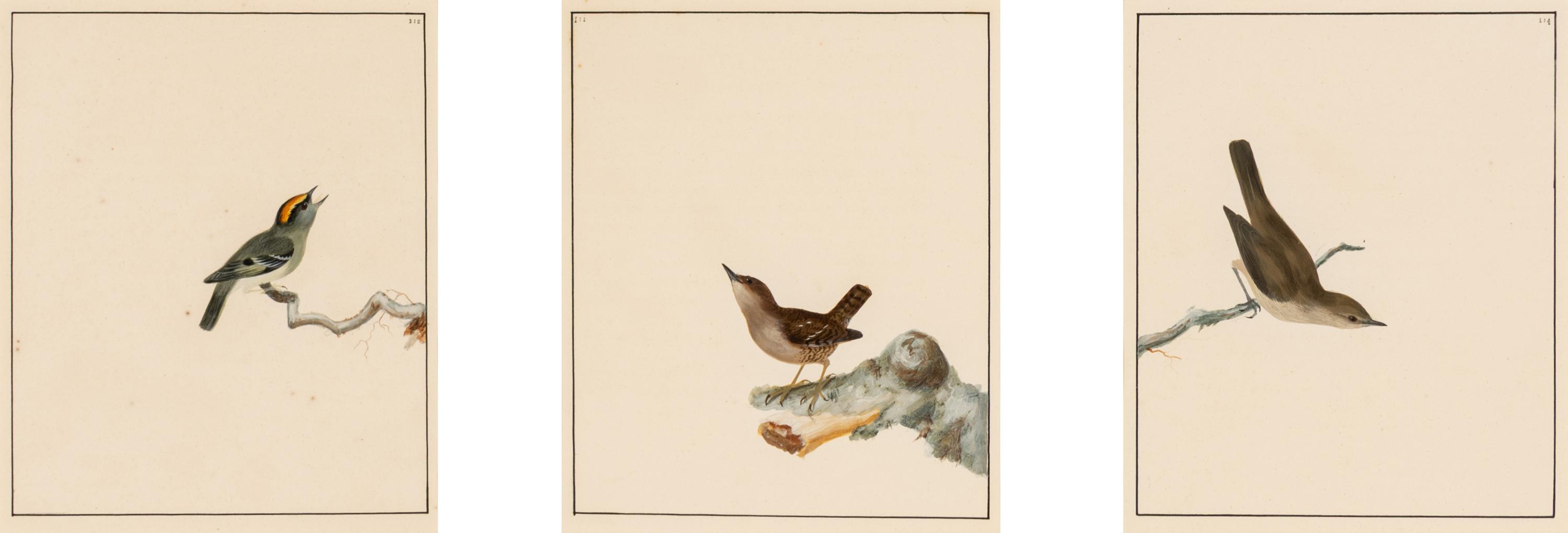 William Lewin (British, 1747-1795) — Bird Portrait No. 111 , Bird Portrait No. 112 , and Bird Portrait No. 114 (three works framed as one)