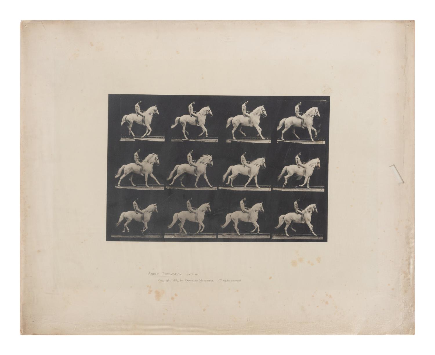 15 Plates from Animal Locomotion , 1887