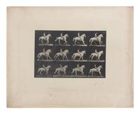 15 Plates from Animal Locomotion , 1887