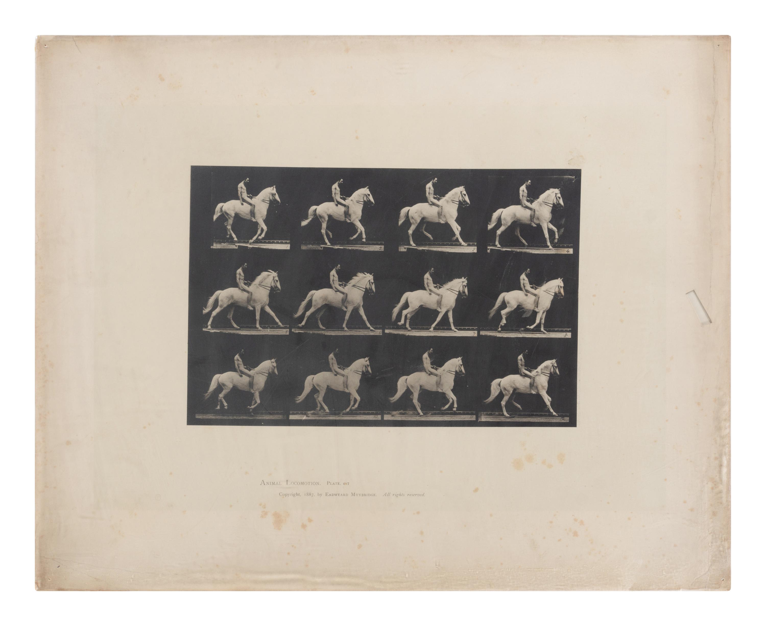 15 Plates from Animal Locomotion , 1887