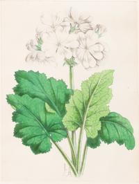 Four Hand-Colored Botanical Lithographs by James Andrews (British, 1801-1876) and an Associated Bigarreau Print