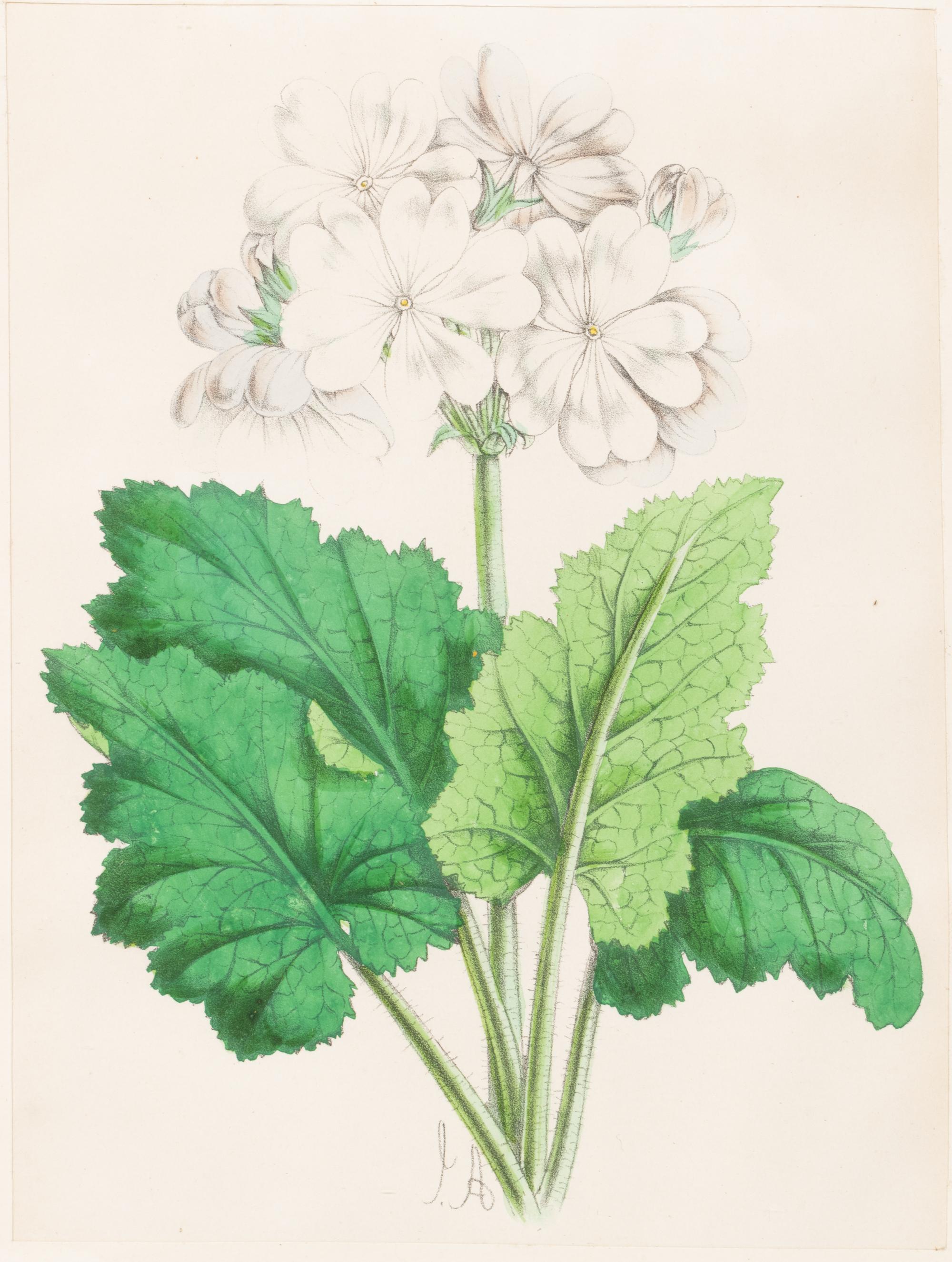 Four Hand-Colored Botanical Lithographs by James Andrews (British, 1801-1876) and an Associated Bigarreau Print