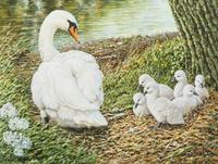 Whistling Swans , 1991