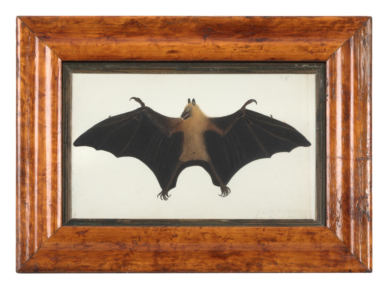 Artist Unknown, LATE 19TH/EARLY 20TH CENTURY, Fruit Bat