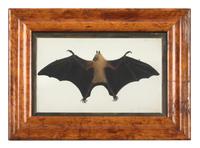 Artist Unknown, LATE 19TH/EARLY 20TH CENTURY, Fruit Bat