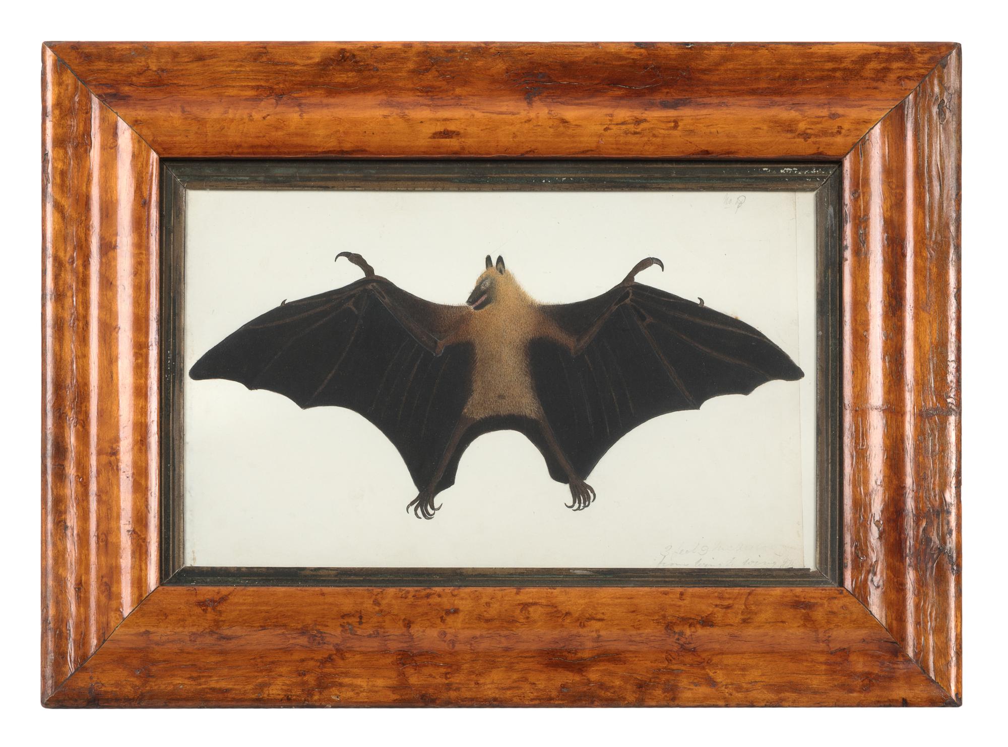Artist Unknown, LATE 19TH/EARLY 20TH CENTURY, Fruit Bat
