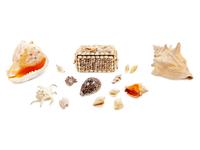 A Collection of Shells