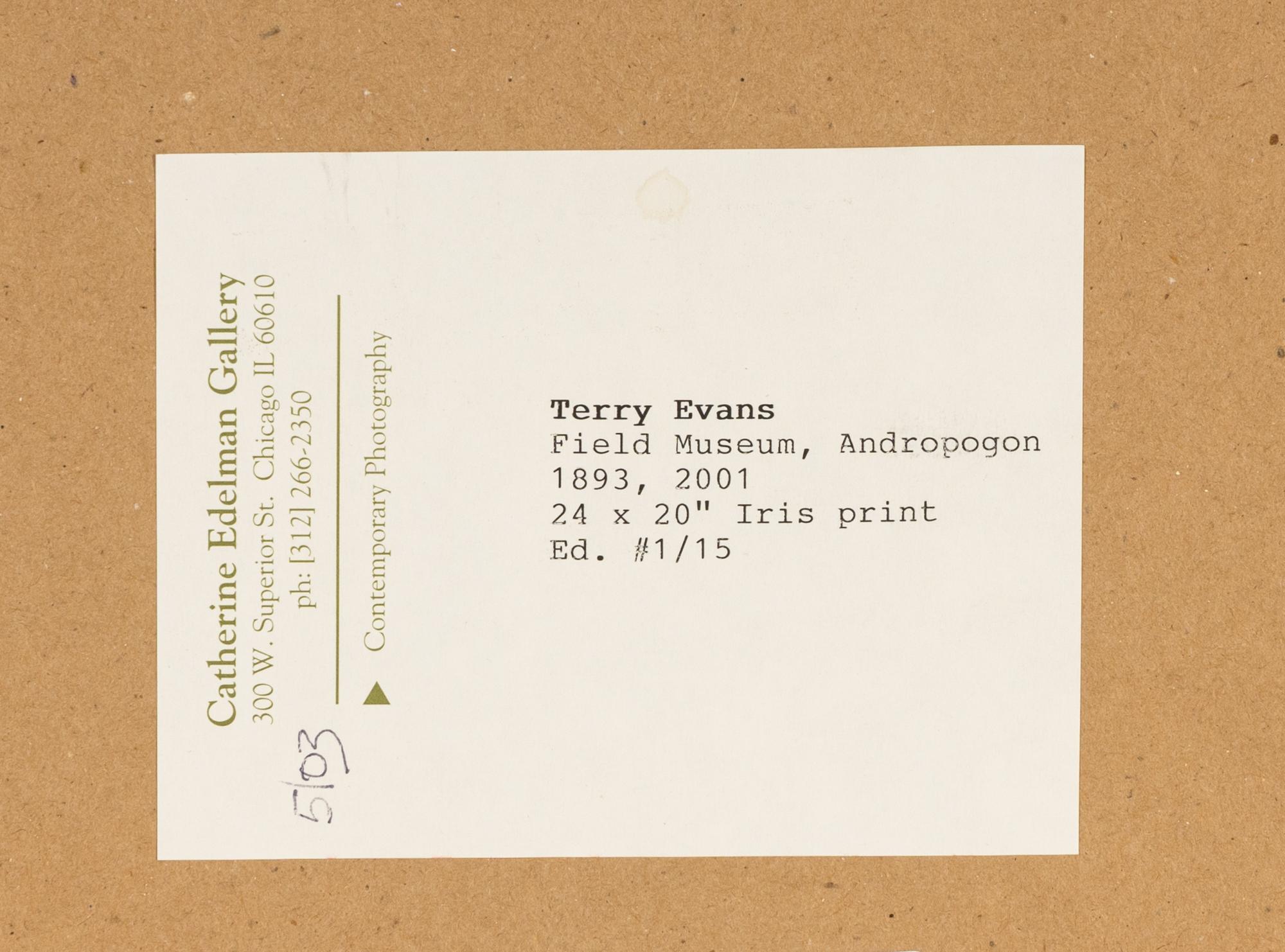 Field Museum, Andropogon, July 24, 1893 , 1999