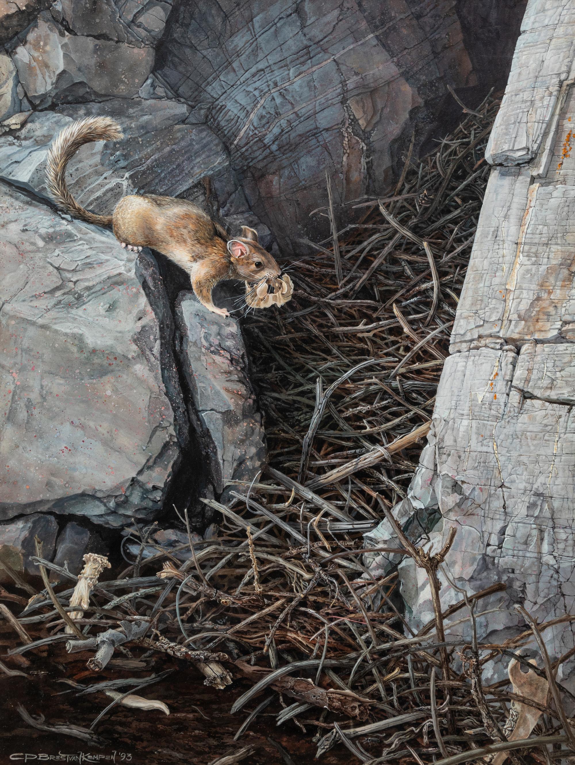 Wood Rat , 1993