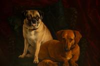 Dachshunds and a Pug