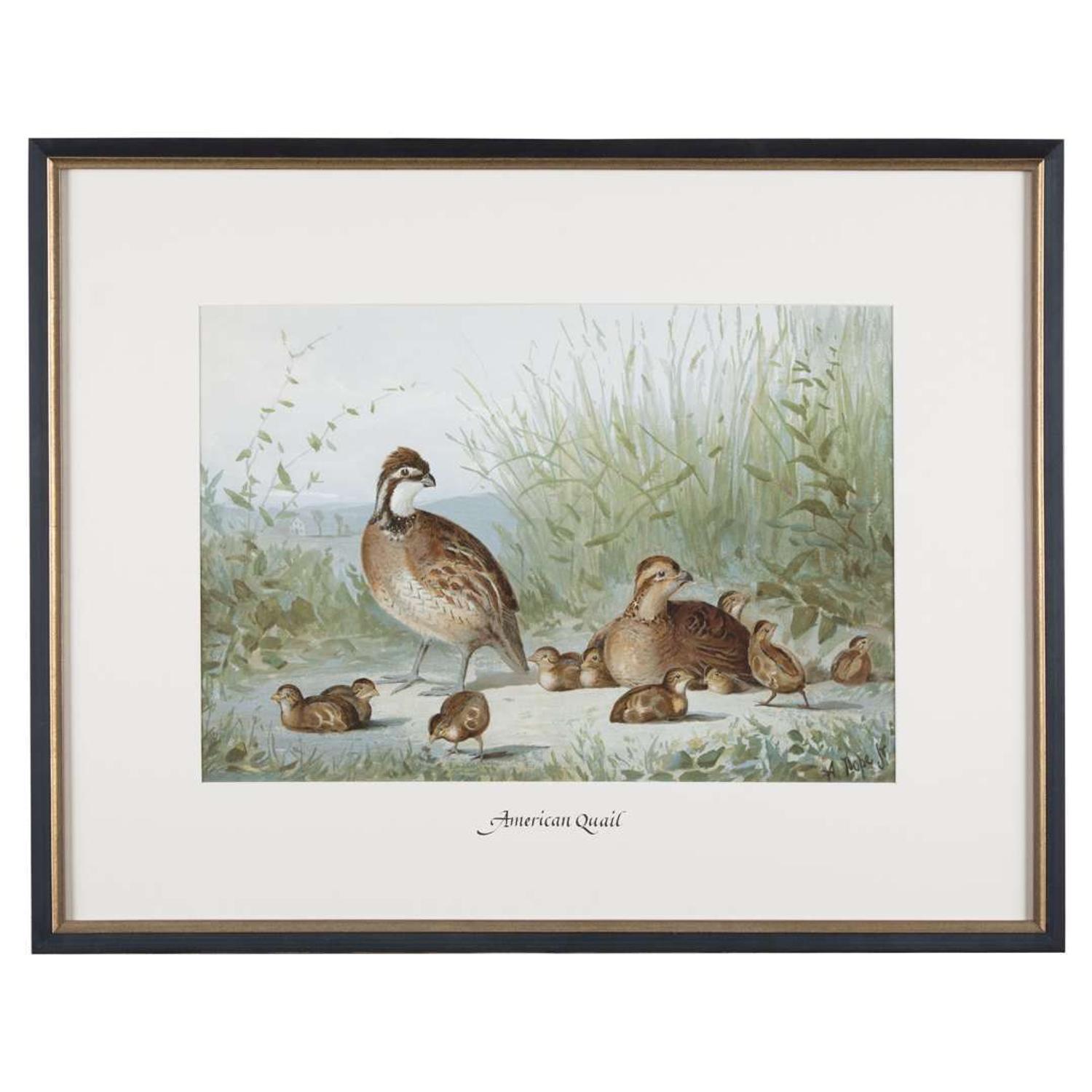 ALEXANDER POPE JUNIOR (AMERICAN 1849-1924) "BLACK DUCK" FROM UPLAND GAME BIRDS AND WATERFOWL OF THE UNITED STATES
