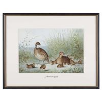 ALEXANDER POPE JUNIOR (AMERICAN 1849-1924) "BLACK DUCK" FROM UPLAND GAME BIRDS AND WATERFOWL OF THE UNITED STATES