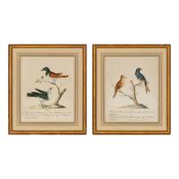 Two Framed Hand-Colored Ornithological Engravings