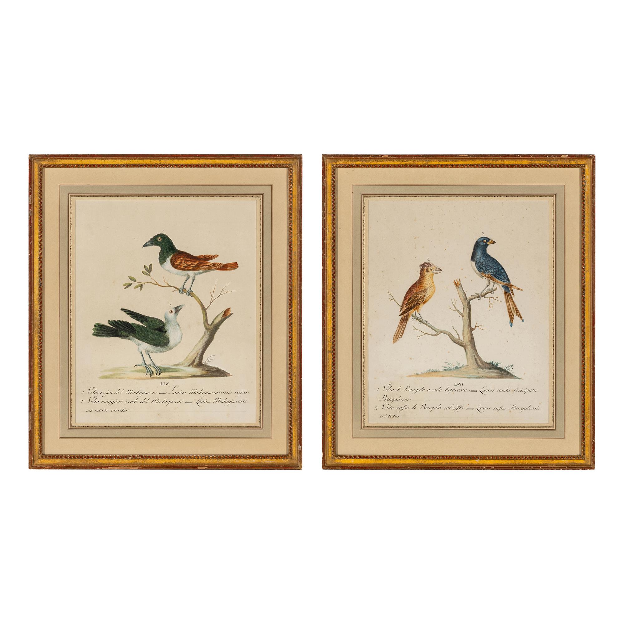 Two Framed Hand-Colored Ornithological Engravings