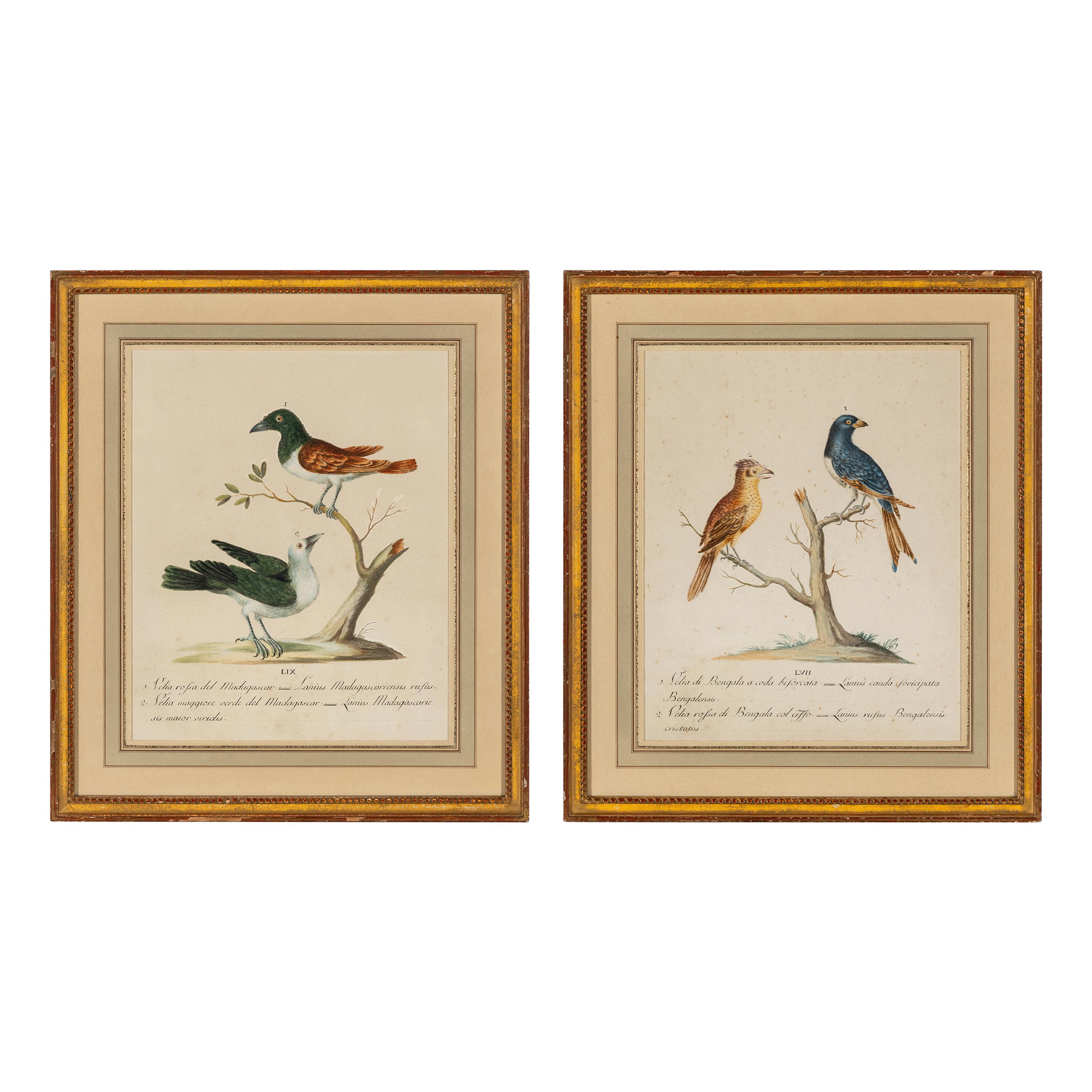 Two Framed Hand-Colored Ornithological Engravings