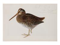 Study of Two Birds , 19th century