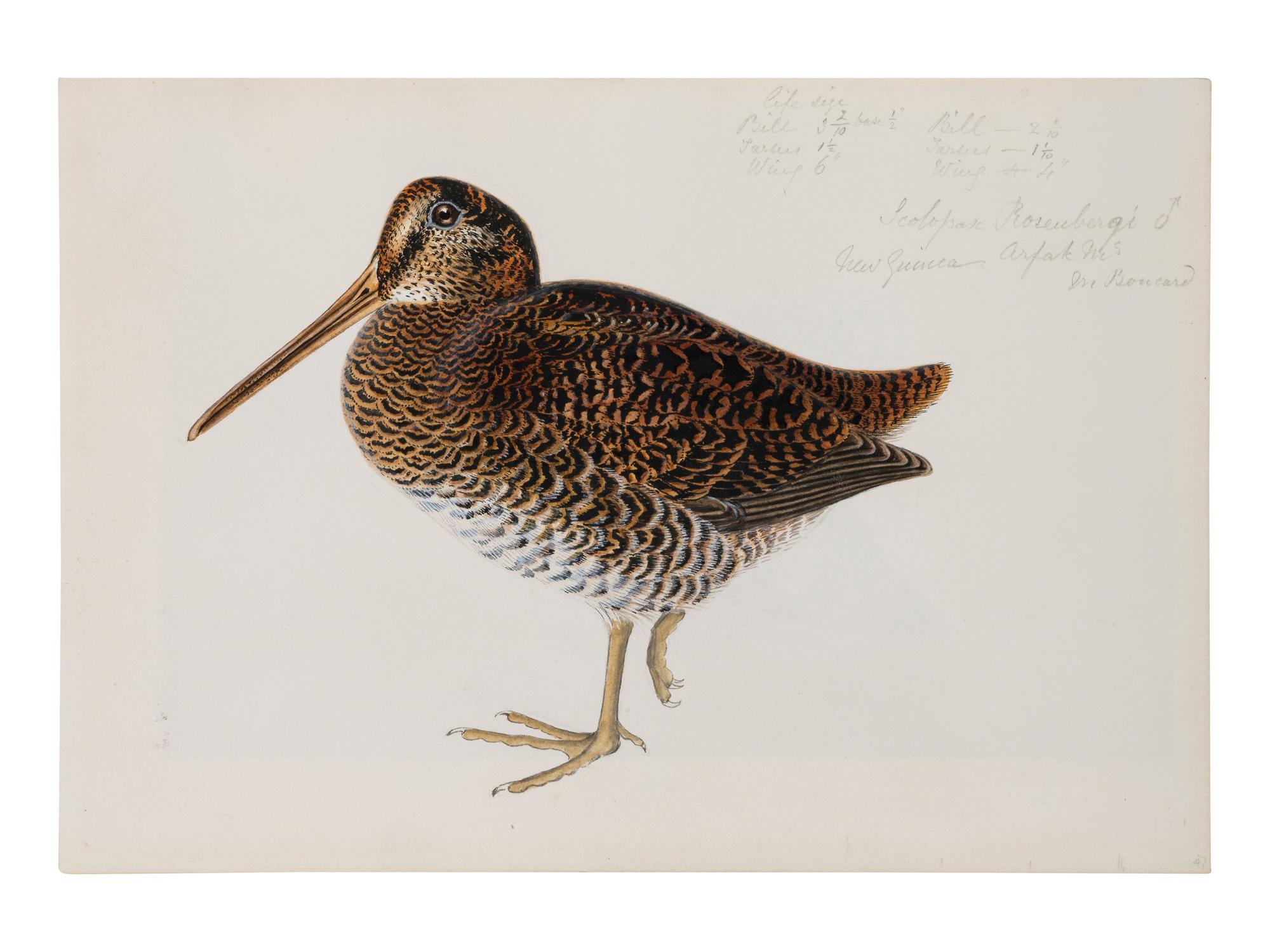 Study of Two Birds , 19th century
