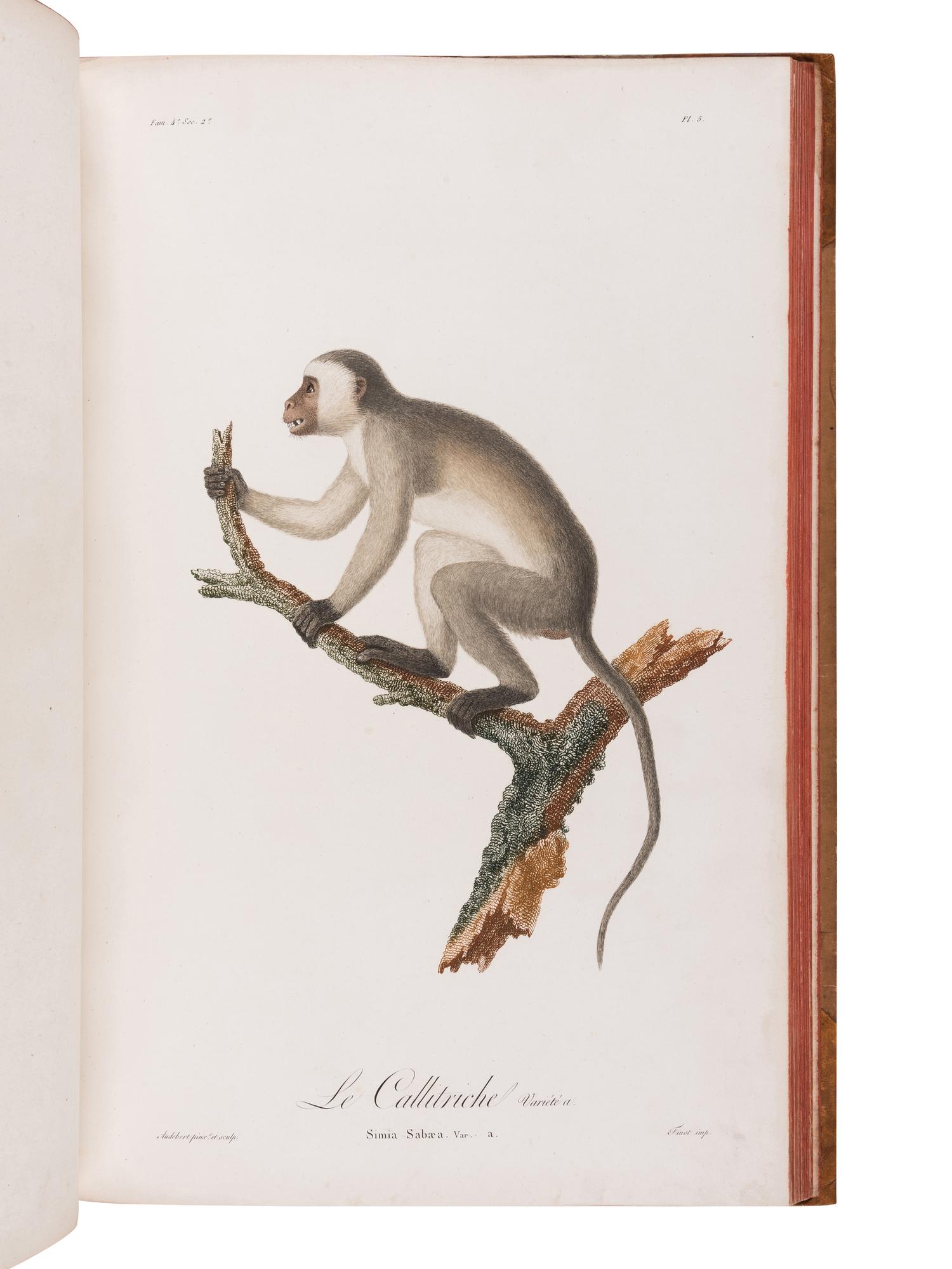 AUDEBERT, Jean Baptiste (1759-1800). Histoire naturelle des singes et des makis . Paris: Desray, An XIII [1799-1800].