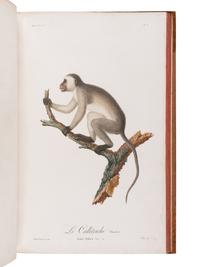 AUDEBERT, Jean Baptiste (1759-1800). Histoire naturelle des singes et des makis . Paris: Desray, An XIII [1799-1800].