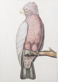 Attributed to La Roche (French, b. 1943) Two Works Depicting Galah Cockatoo and a Blue Headed Parrot