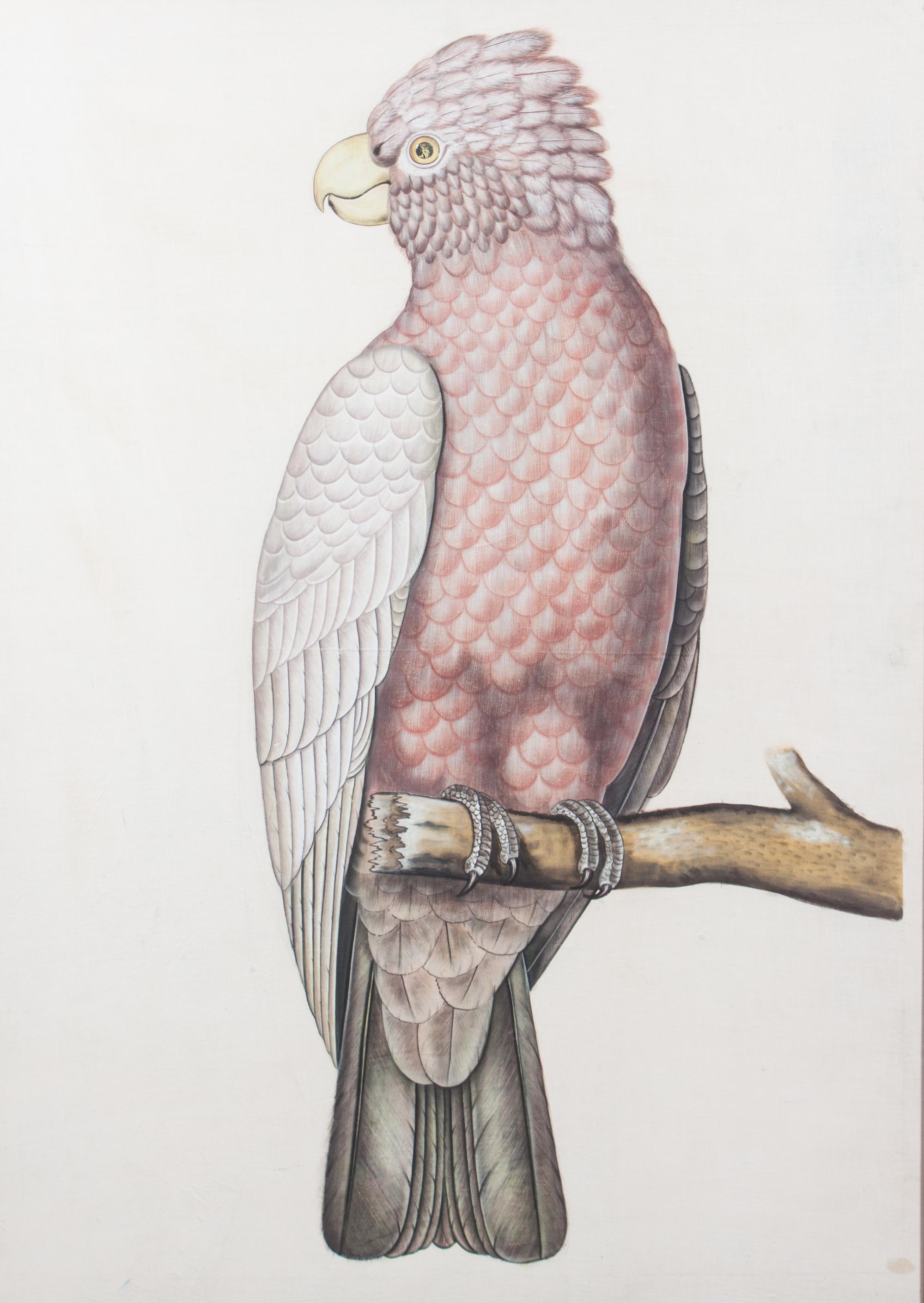 Attributed to La Roche (French, b. 1943) Two Works Depicting Galah Cockatoo and a Blue Headed Parrot