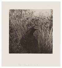 Jim Dine, (American, b. 1935), Birds, 2001 (together with bound book of 36 heliogravures with original slip case)