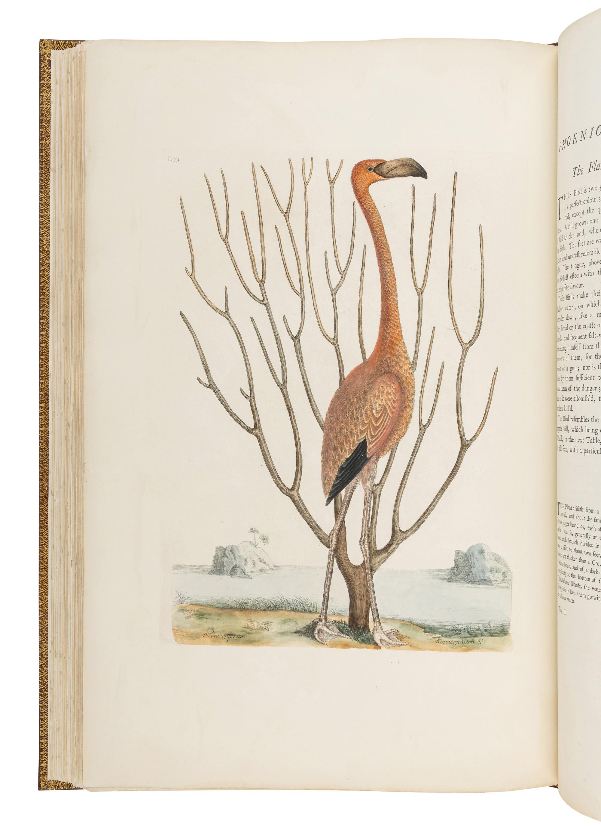 CATESBY, Mark (ca 1679-1749). The Natural History of Carolina, Florida, and the Bahama Islands: containing the figures of Birds, Beasts, Fishes, Serpents, Insects, and Plants: Particularly, those not hitherto described, or incorrectly figured by former Authors, with their Descriptions in English and French. To which is prefixed, a new and correct Map of the Countries; with Observations to their Natural State, Inhabitants, and Productions... Revised by Mr. [George] Edwards. London: Printed for Benjamin White, 1771 [map and plates watermarked 1815-16].