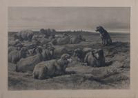 After Rosa Marie (Rosalie) Bonheur, (American, 1822-1899), Brittany Sheep