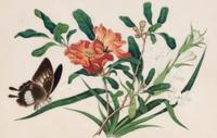 A Set of Twelve Chinese Export Watercolor and Pith Botanical Paintings