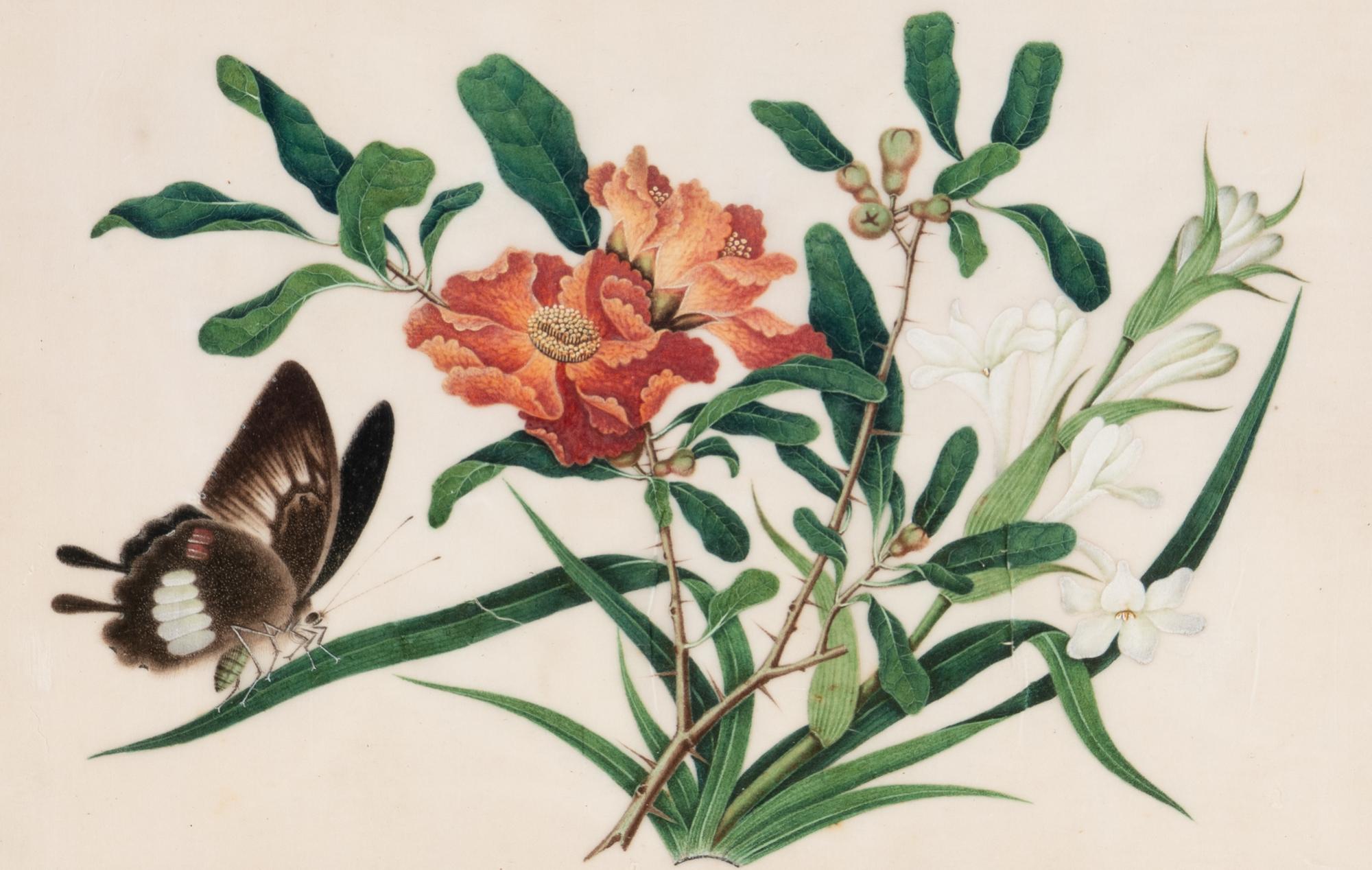 A Set of Twelve Chinese Export Watercolor and Pith Botanical Paintings