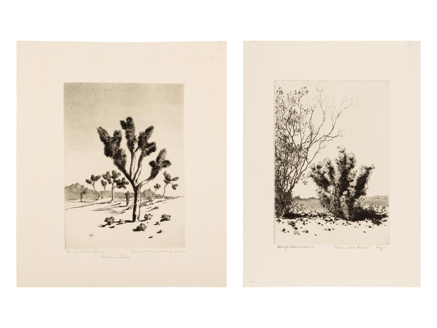 Two Works: Cucumber Cactus and Joshua Trees