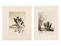 Two Works: Cucumber Cactus and Joshua Trees