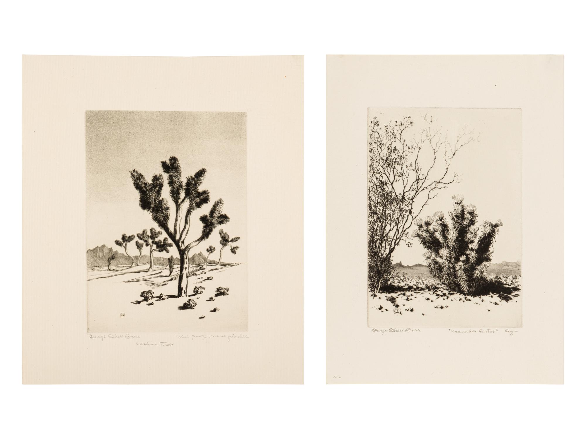 Two Works: Cucumber Cactus and Joshua Trees