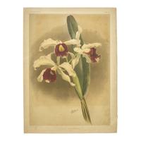 [Natural History] Sander, Frederick. Reichenbachia. Orchids Illustrated and Described