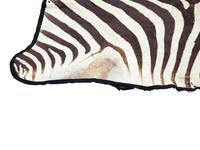 A Taxidermy Zebra Rug