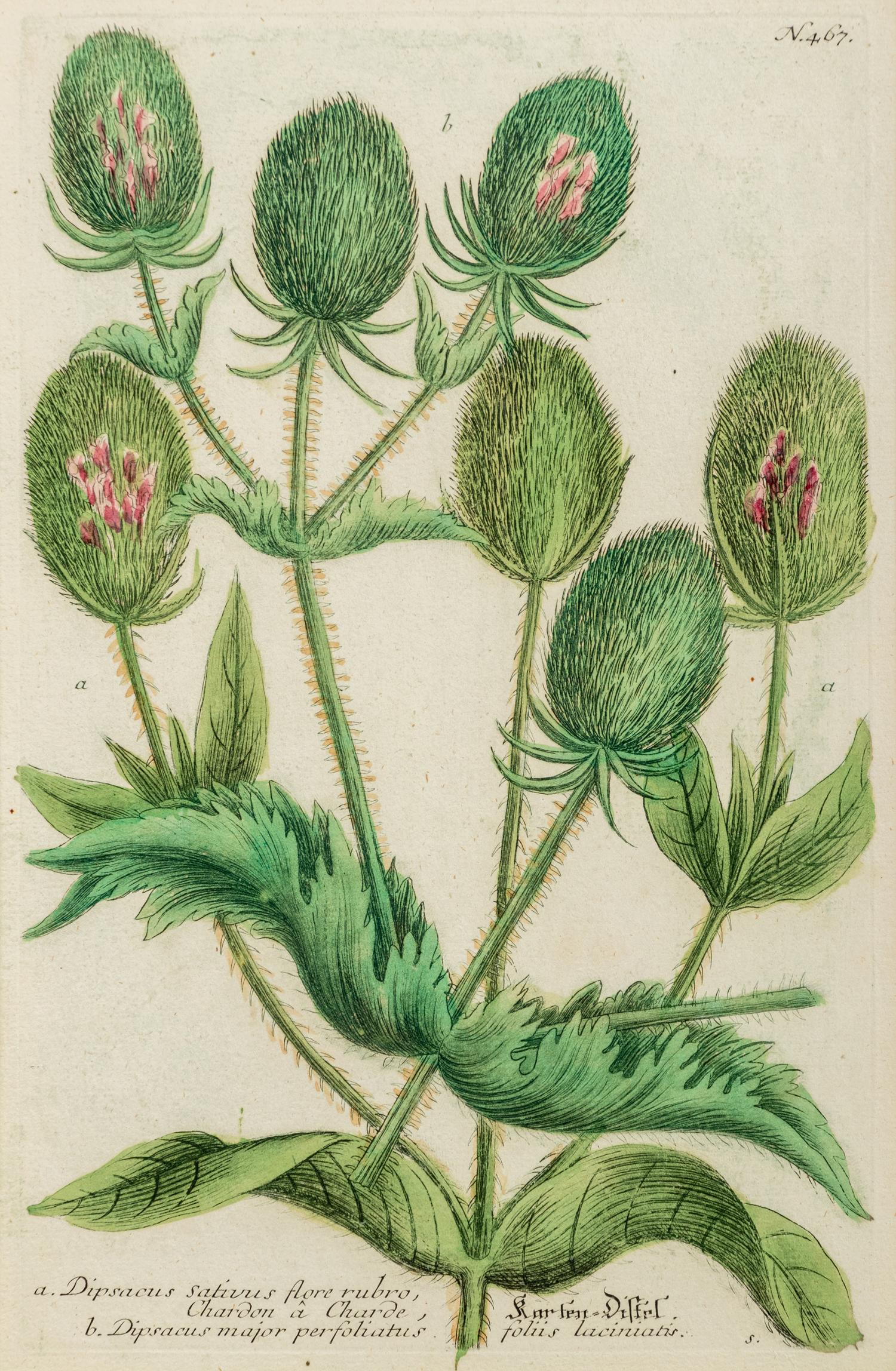 A Set of Six Hand-Colored Botanical Engravings