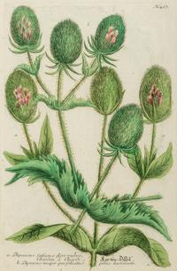 A Set of Six Hand-Colored Botanical Engravings