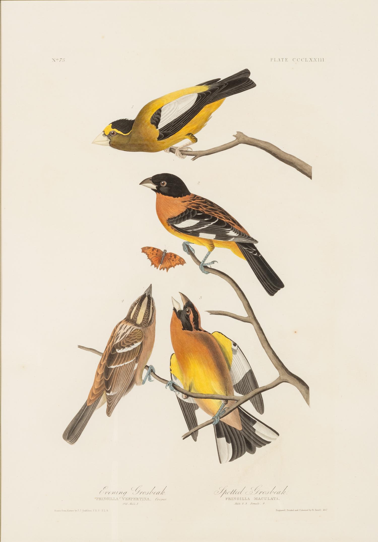 AUDUBON, John James (1785-1851)