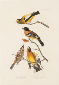 AUDUBON, John James (1785-1851)