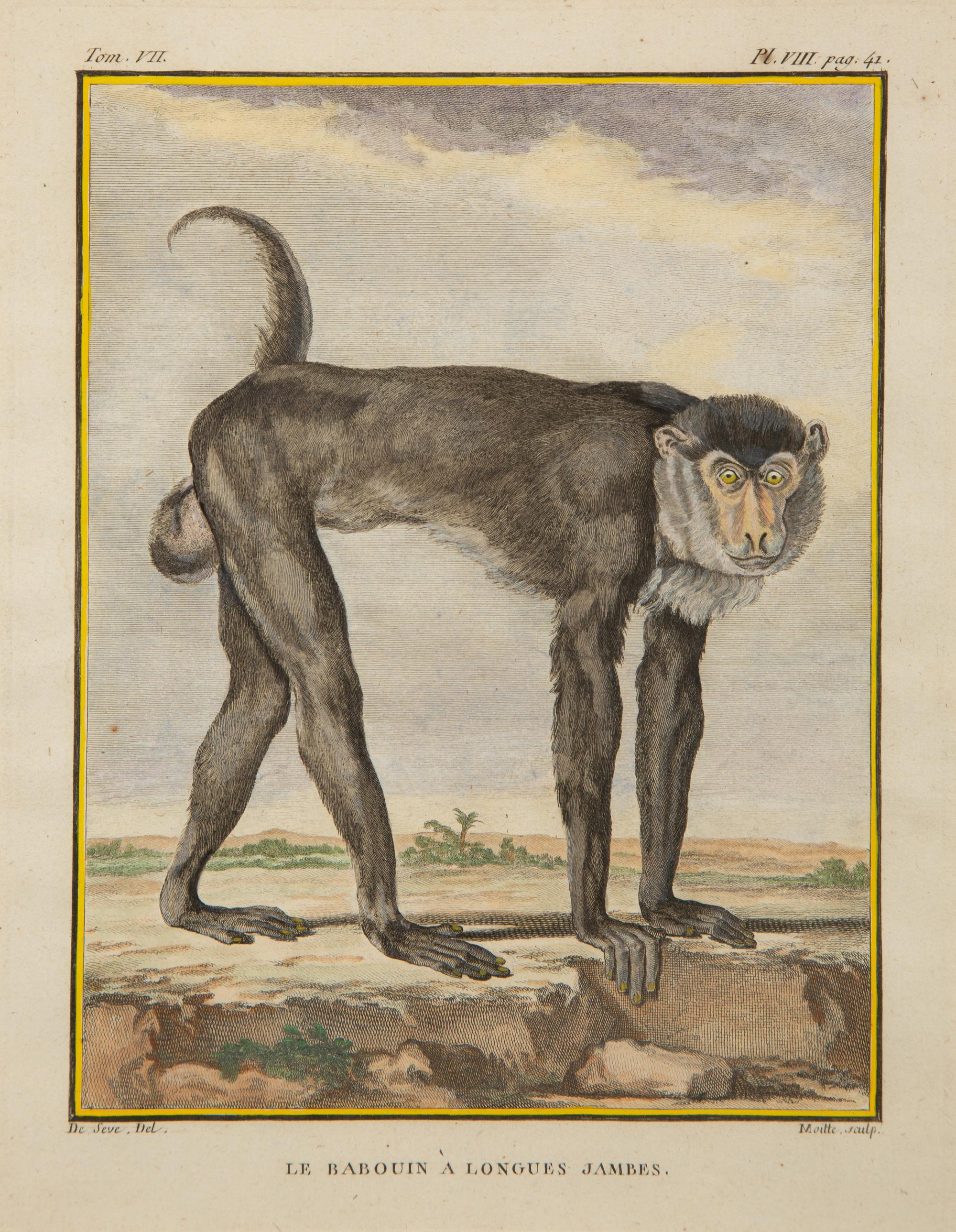 Four Framed Copper Plate Engravings from Le Comte de Buffon, Quadrupeds from Histoire Naturelle