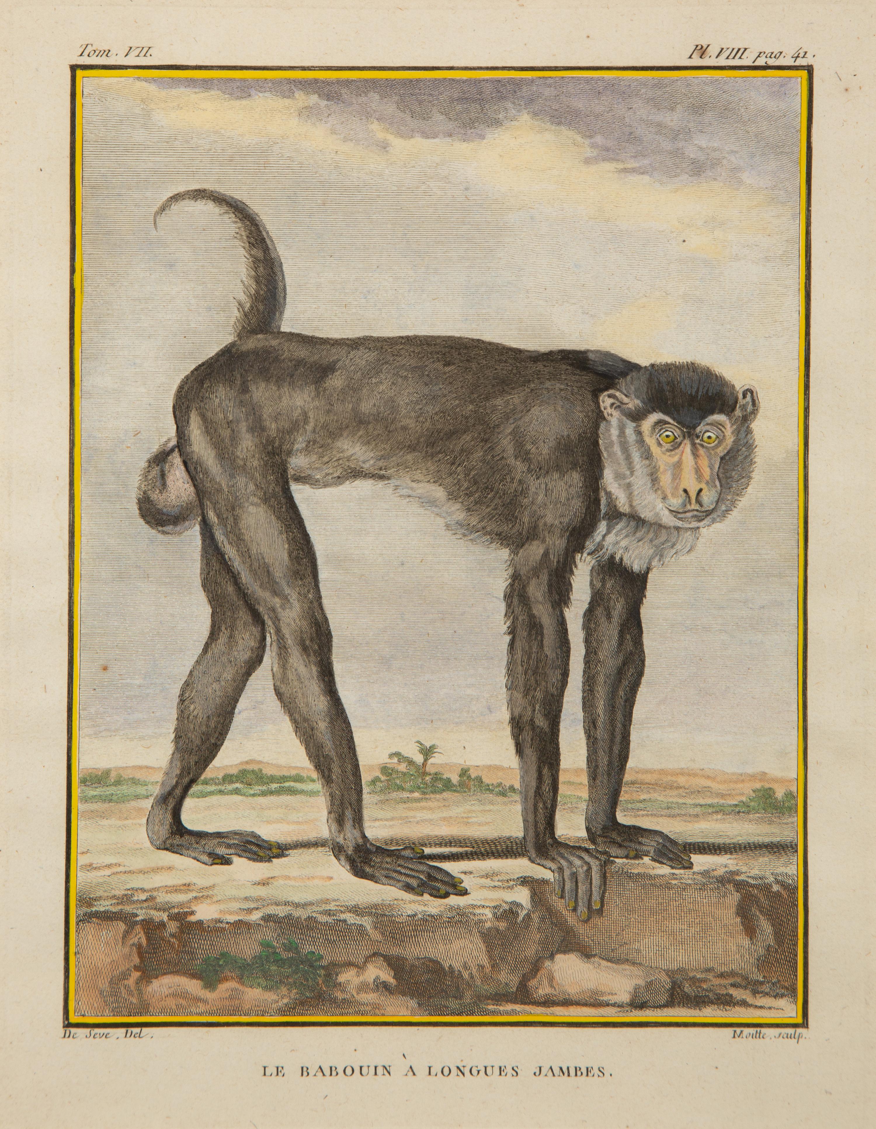 Four Framed Copper Plate Engravings from Le Comte de Buffon, Quadrupeds from Histoire Naturelle