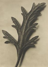 A Set of 8 Botanical Prints